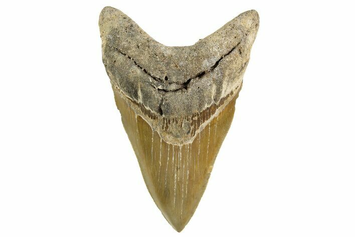 Serrated, Fossil Megalodon Tooth - North Carolina #342190